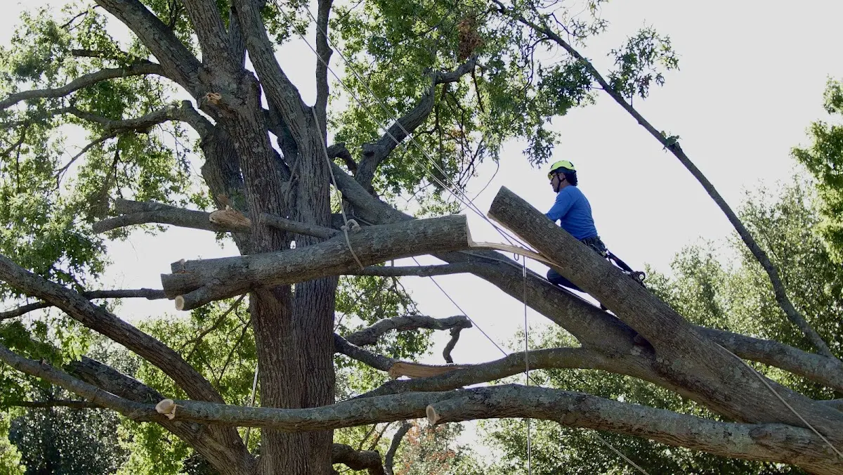 Professional Crown Thinning performed by certified arborists in Armona